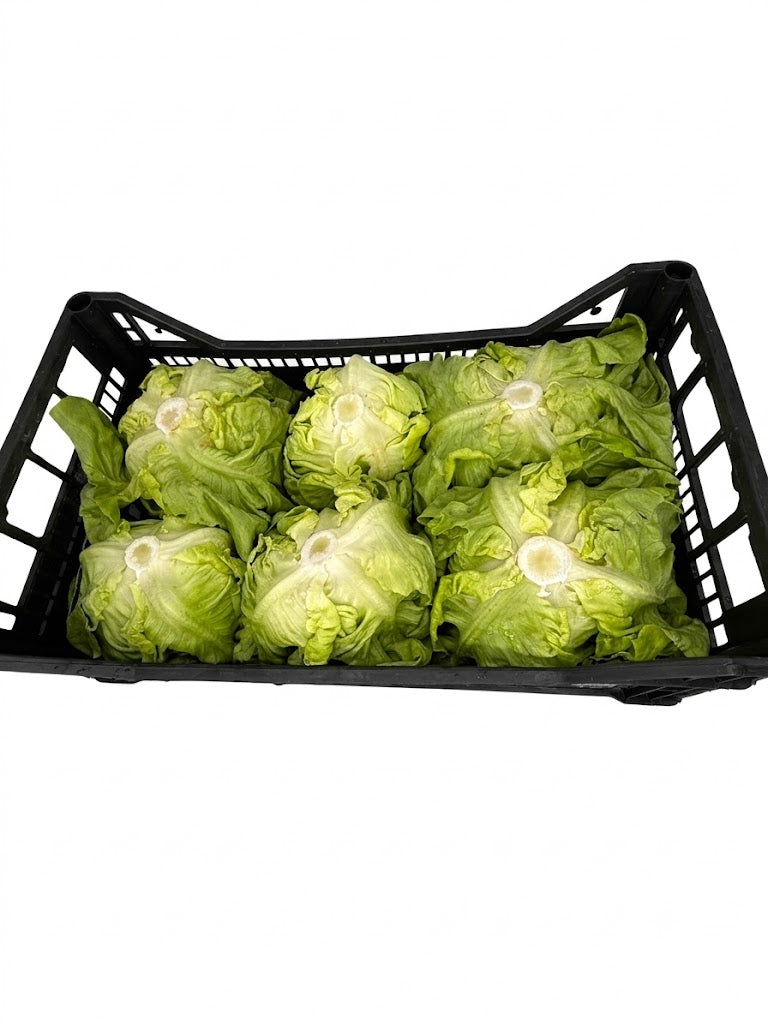 🥬 Cassetta di Lattuga Fresca – Formato Famiglia da 2 kg