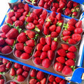 📦 Cassetta di Fragole della Basilicata – Formato 2 kg (Qualità Premium)
