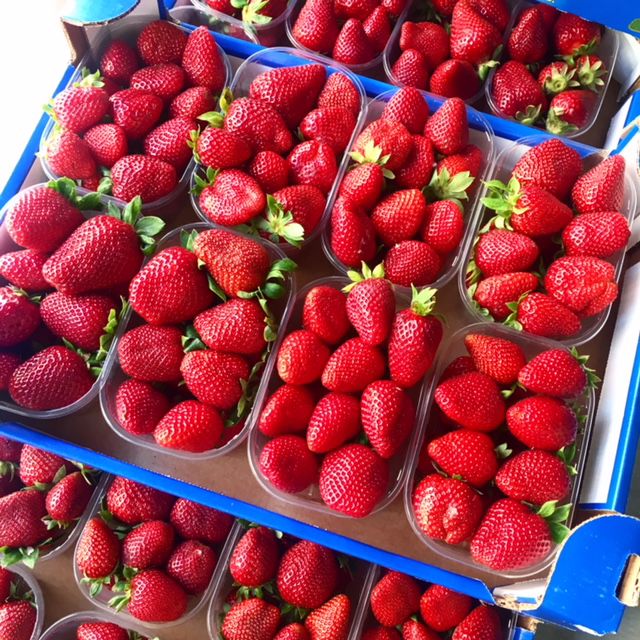 📦 Cassetta di Fragole della Basilicata – Formato 2 kg (Qualità Premium)