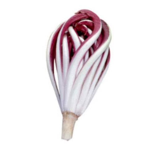 👑 Radicchio Rosso di Treviso Tardivo – Confezione da 1 kg