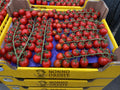 📦 Cassetta di pomodoro ciliegio siciliano – Formato Famiglia da 5 kg
