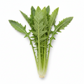 🥬 Cicoria Catalogna Nostrana a Km 0 – Confezione da 1 kg