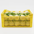 🥗 CASSETTA DI FINOCCHI FRESCHI | 5 kg