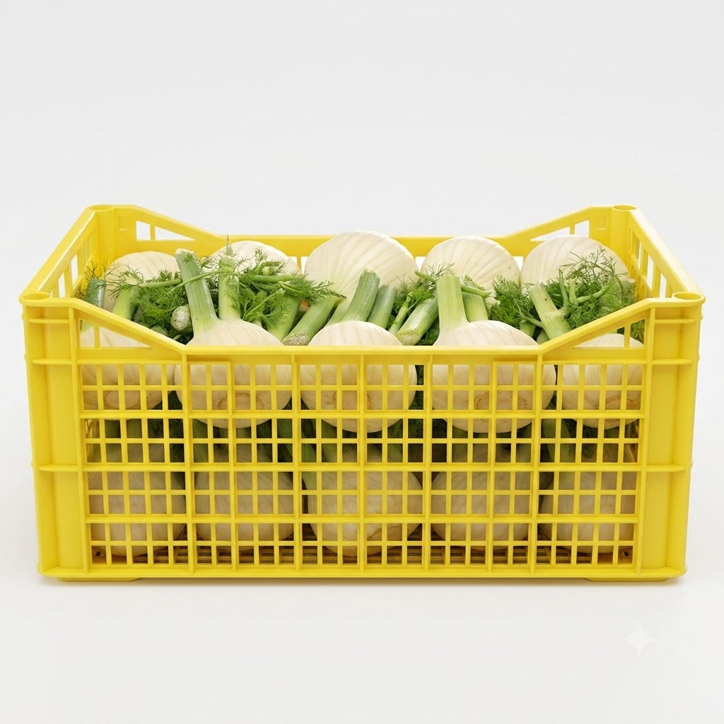 🥗 CASSETTA DI FINOCCHI FRESCHI | 5 kg