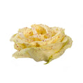 🥗 Insalata Variegata Premium| 1KG