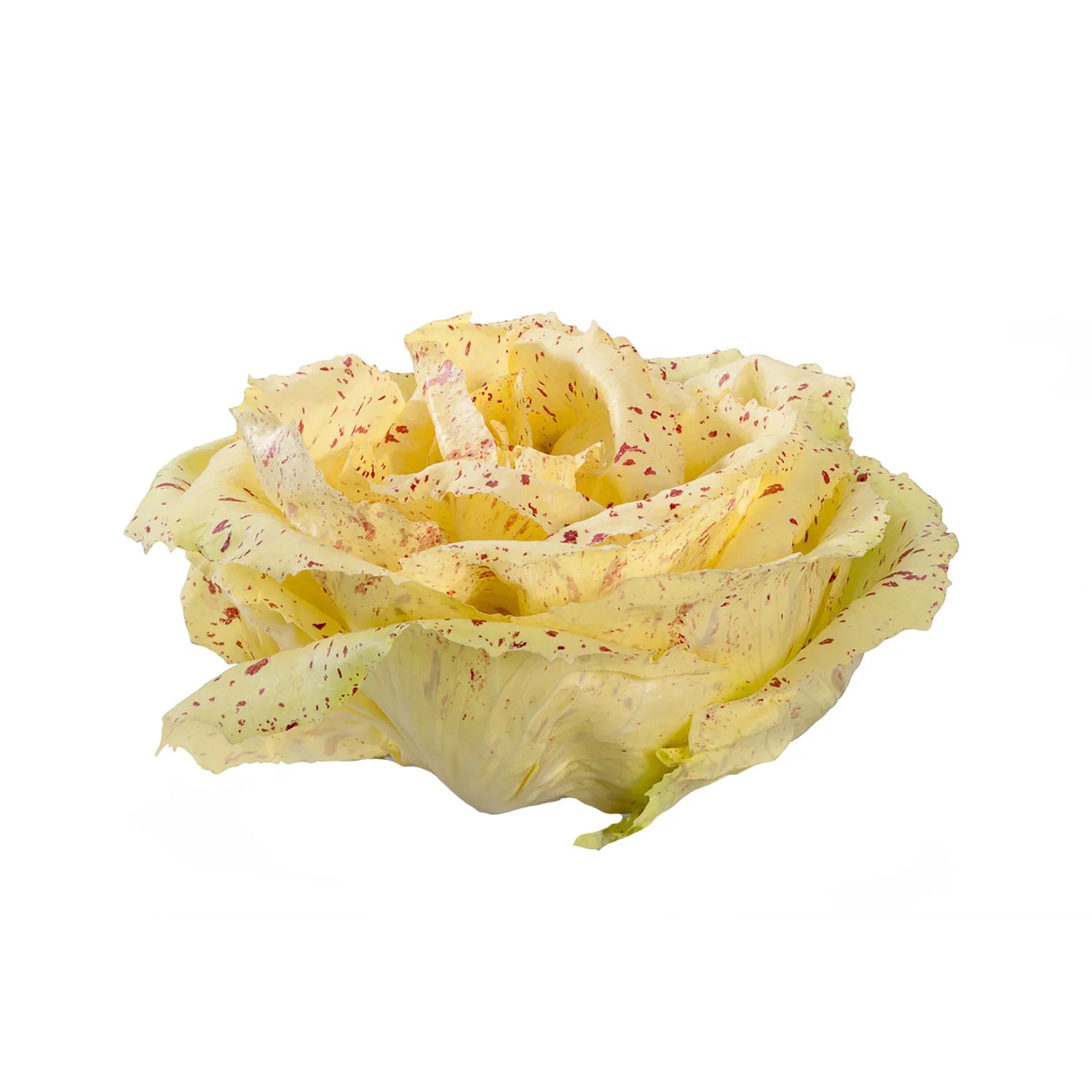 🥗 Insalata Variegata Premium| 1KG