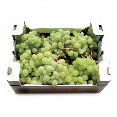 🍇 CASSETTA UVA ITALIA EXTRA | 10 kg