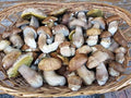 🍄 FUNGHI PORCINI FRESCHI SFUSI EXTRA