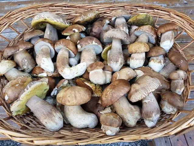 🍄 FUNGHI PORCINI FRESCHI SFUSI EXTRA