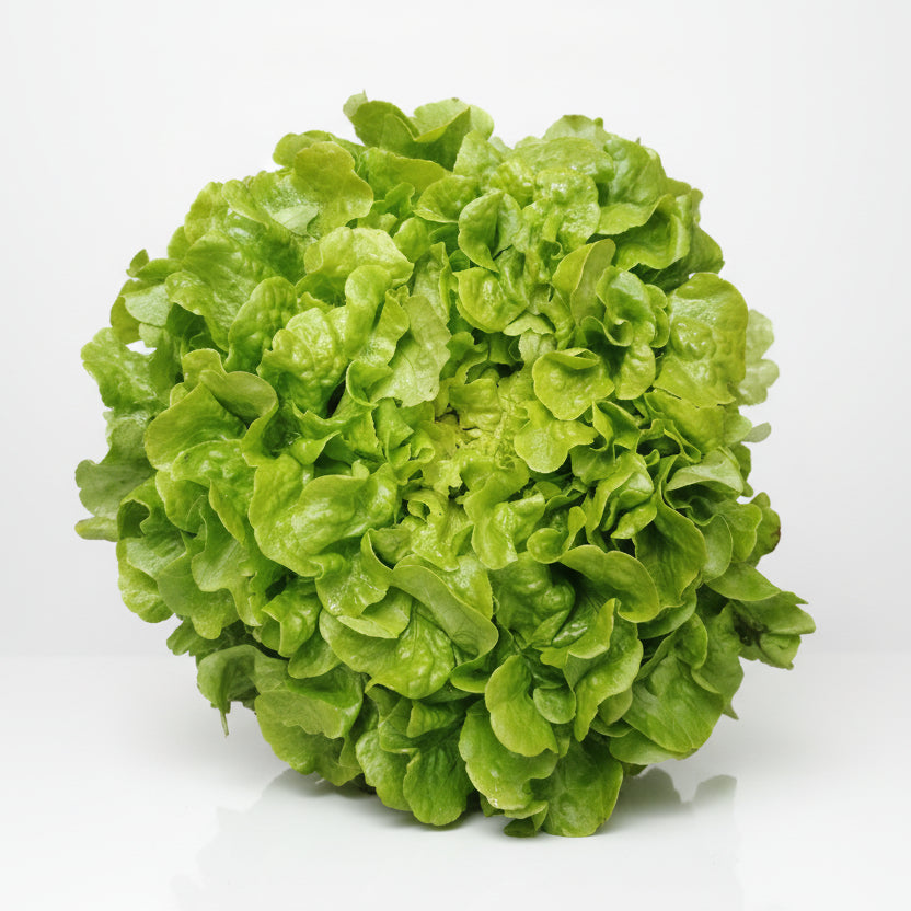 🥬 Insalata Foglia di Quercia KM 0 | 1KG
