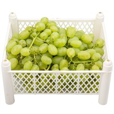 🍇 CASSETTA UVA PIZZUTELLA EXTRA | 10 kg