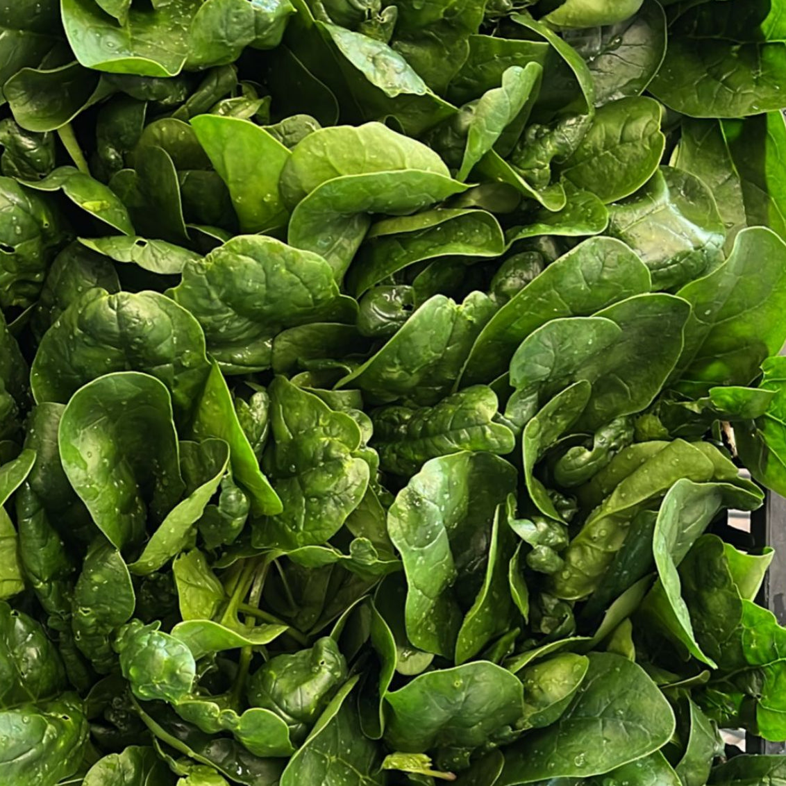 🧺 Cassetta Spinaci Freschi a Km 0 – Formato  da 1,8 kg